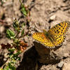 Coronis Fritillary