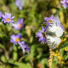 Western White Butterfly