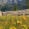 Wildflowers on the way to Pitkin Lake