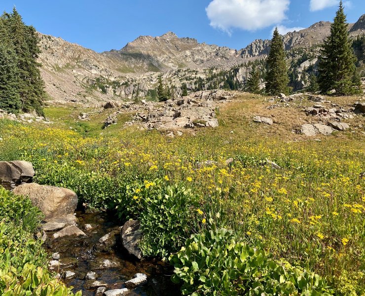 Wildflowers at Pitkin Creek