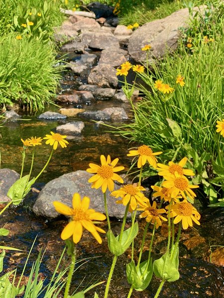 Wildflowers at Pitkin Creek