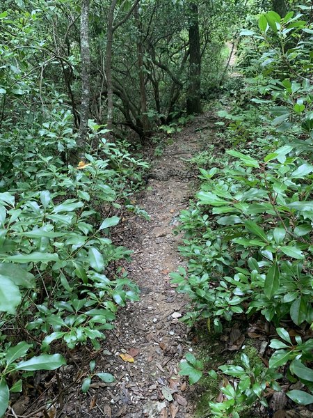 Two MASSIVE rattle snakes on the trail.