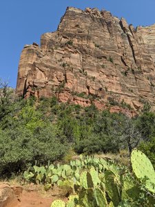 Prickly pear cactus, sweeping views, grateful for patchy shade.