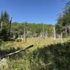 Dead tree marsh.