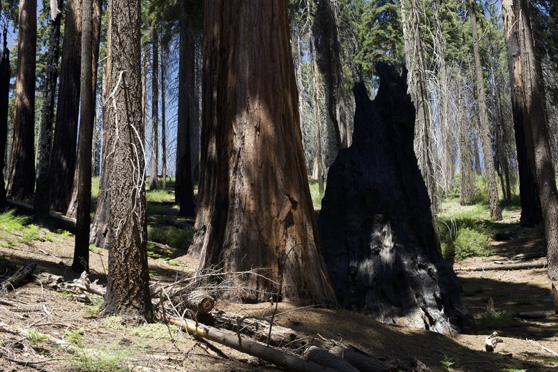 Sequoia trees, both living and dead, can be seen throughout the hike.