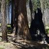 Sequoia trees, both living and dead, can be seen throughout the hike.