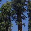 The top of a Giant Sequoia Tree.