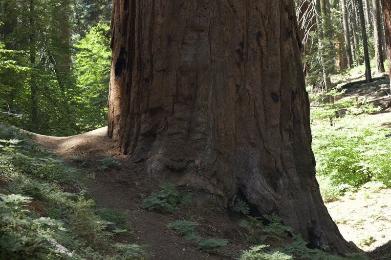 The trail crosses the road by a Giant Sequoia Tree, allowing you to get up close to one of these giants without even leaving the trail.