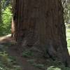 The trail crosses the road by a Giant Sequoia Tree, allowing you to get up close to one of these giants without even leaving the trail.