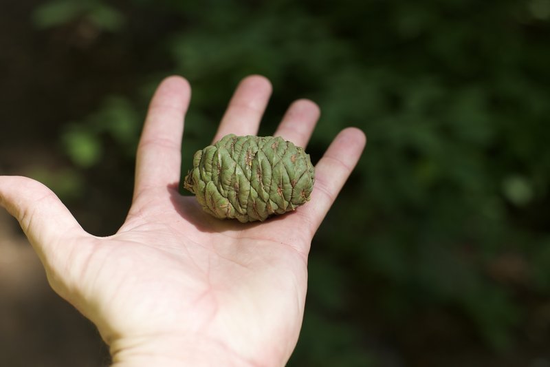 For trees so big, you would expect the cones to be much bigger. However, the sequoia cone can literally fit in the palm of your hand.  Fire opens these up and allows the seeds to release and new trees to grow.