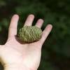 For trees so big, you would expect the cones to be much bigger. However, the sequoia cone can literally fit in the palm of your hand.  Fire opens these up and allows the seeds to release and new trees to grow.