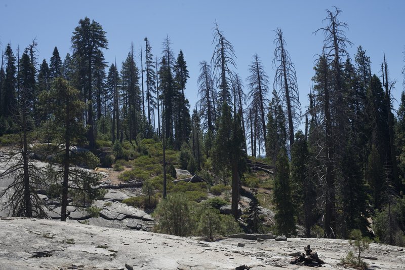 View from the Sugar Pine Trail as it crosses a granite rock. No sequoias in this area.