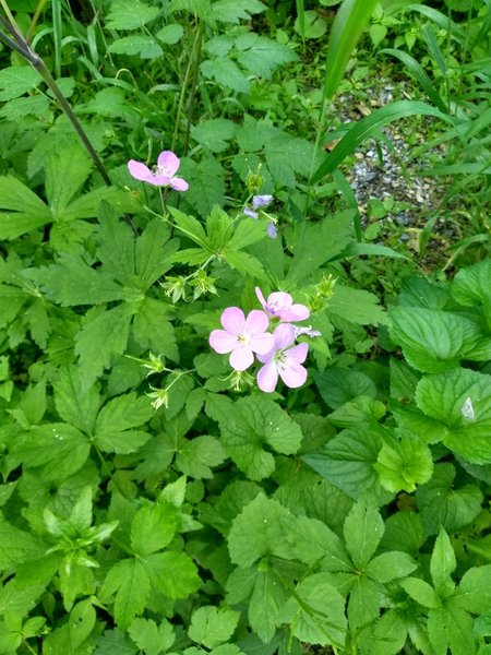 Geranium maculatum