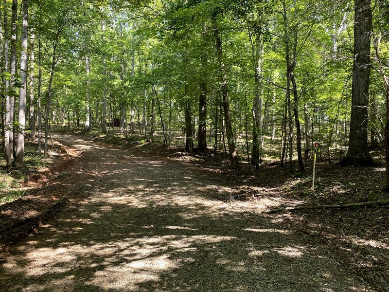 Heavy forest along the trail.