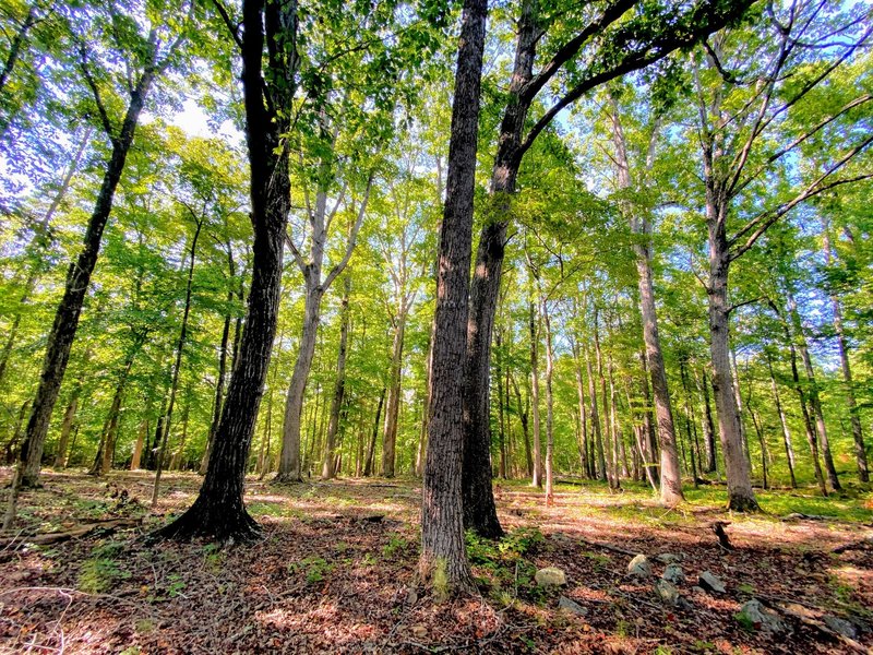 Old stand of oaks