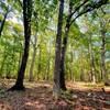 Old stand of oaks