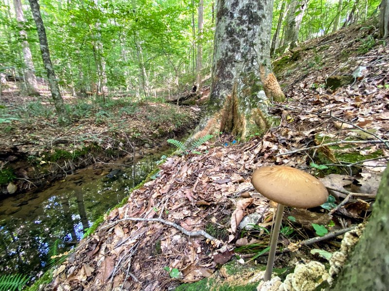 Rooting Shank mushroom on a creek.