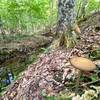 Rooting Shank mushroom on a creek.