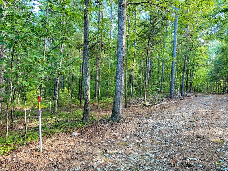 Mature mixed forest at the trail intersection.