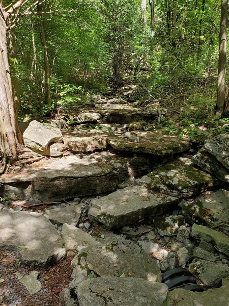 Rocky, dry riverbed in late summer.