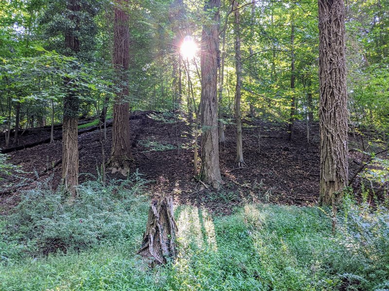 Morning Sun on College Loop