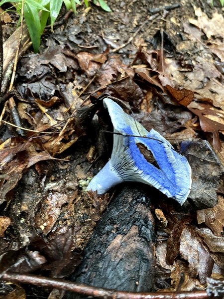 Lactarius Indigo mushroom waiting to be foraged