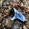 Lactarius Indigo mushroom waiting to be foraged