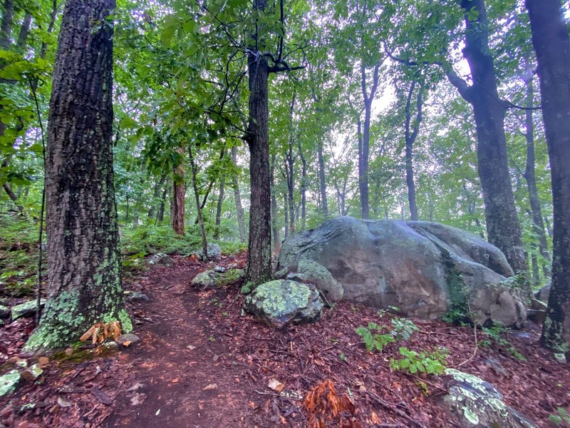 The fog squeezing in on the trail.