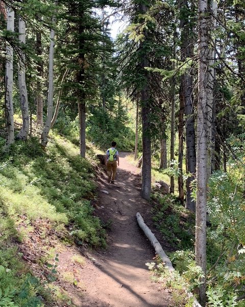 Slight accent toward the beginning of the trail.  Nice treed portion on the backside of the hill.