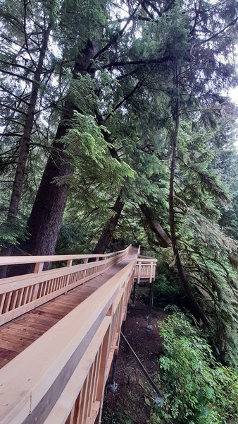 The boardwalk bridge over Saltair Creek headed away from the Big Cedar tree.