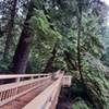 The boardwalk bridge over Saltair Creek headed away from the Big Cedar tree.