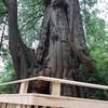 The Big Cedar surrounded by a boardwalk observation deck and protected by a railing.