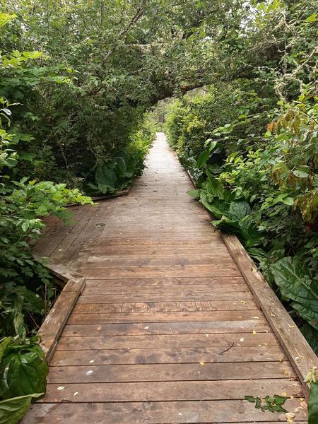 The ADA accessible boardwalk headed into the wetlands with brush on either side.