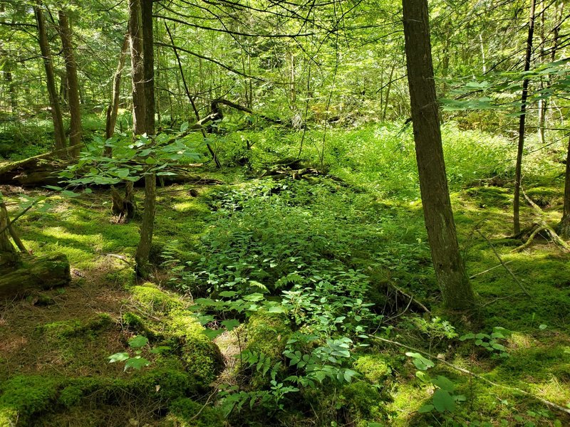 Verdant undergrowth on Hemlock Trail.