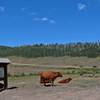 Trailhead of Fourmile Meadow Trail