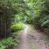 Left turn in trail along old logging road.