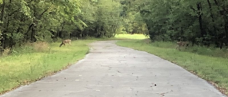 Deer are frequent users of the Herb Beattie Trail.