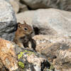 A Least Chipmunk on Inspiration Point