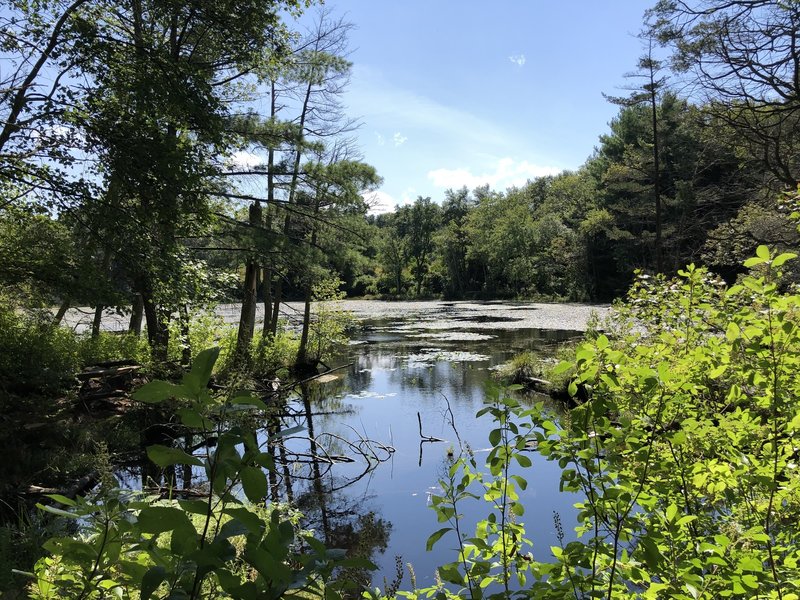 Blue Trail at Fisherville Brook Wildlife Refuge.