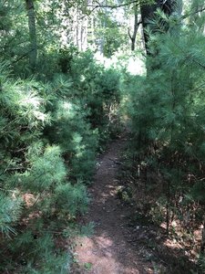Red Trail at Fisherville Brook Wildlife Refuge.