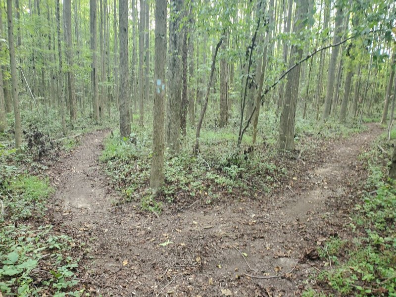 The fork on Forest Brook Trail. Left leads to the connector.