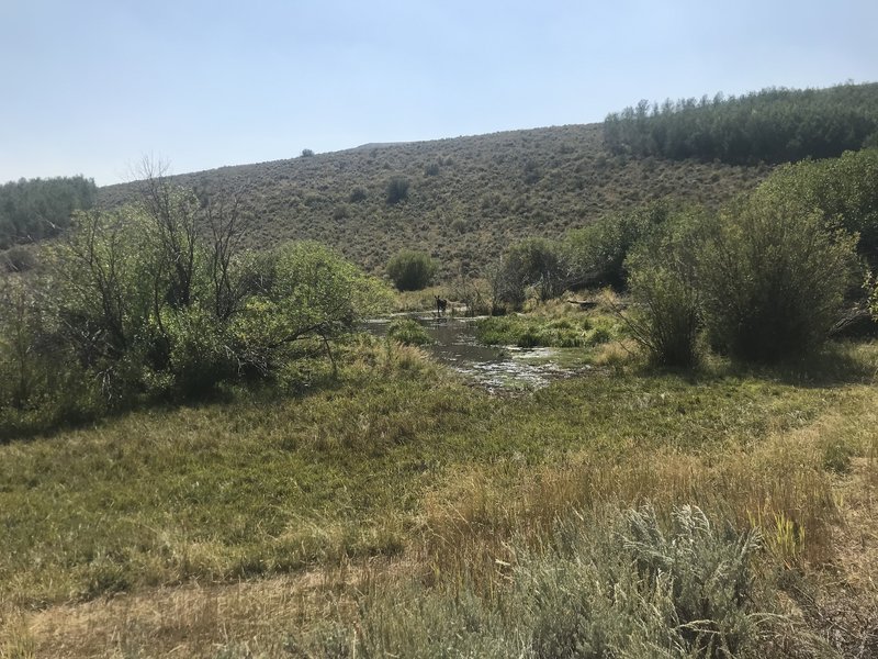 A moose hanging out in the beaver ponds at the bottom of Swanty Creek.