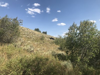 A moose with two calves near Trapper Creek.