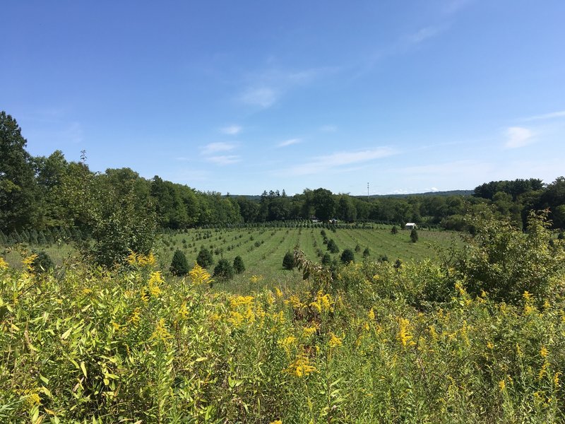 Heritage Farm from Tree Farm Trail.