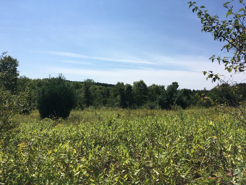 Up the hill from Tree Farm Trail.