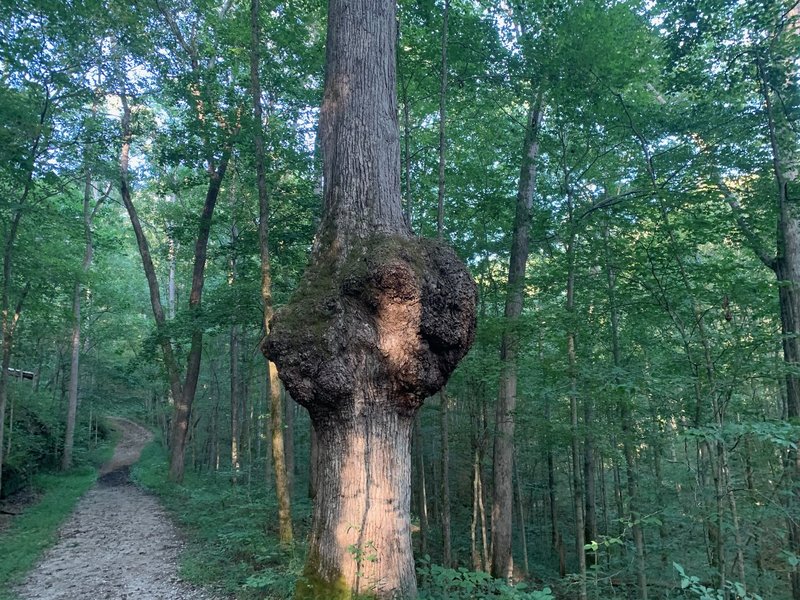 A cool burl on an ascent, leaving the creek not too far back. Most of the trail from this point on is gravel and wider than singletrack.