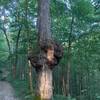 A cool burl on an ascent, leaving the creek not too far back. Most of the trail from this point on is gravel and wider than singletrack.