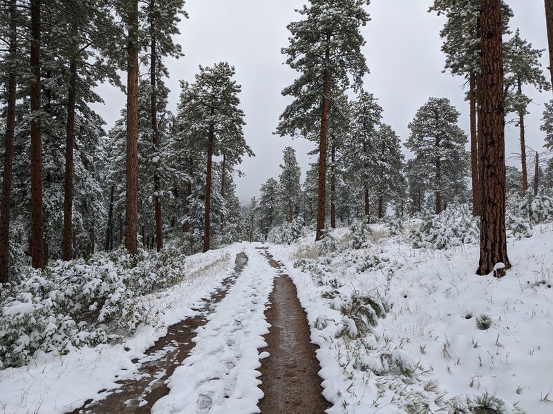 Snowy trail