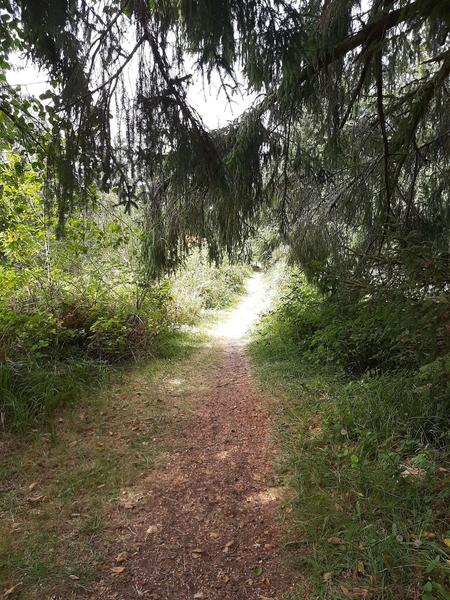 The trail passes under sitka spruce and into a sunny area ahead.