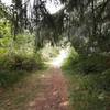 The trail passes under sitka spruce and into a sunny area ahead.